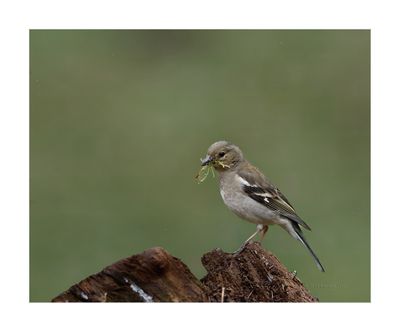 Tentilhão --- Chaffinch --- (Fringilla coelebs)