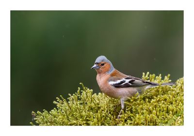 Tentilhão --- Chaffinch --- (Fringilla coelebs)