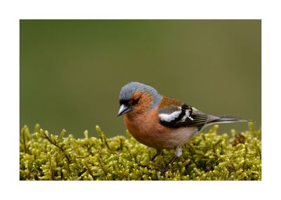Tentilhão --- Chaffinch --- (Fringilla coelebs)