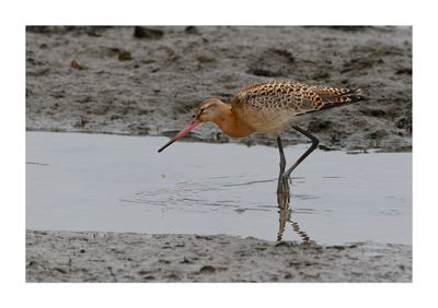 Milherango --- Black-tailed Godwit --- (Limosa limosa)