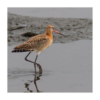 Milherango --- Black-tailed Godwit --- (Limosa limosa)