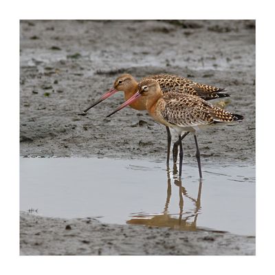 Milherango --- Black-tailed Godwit --- (Limosa limosa)