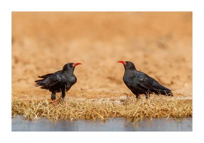 Gralha-de-bico-vermelho --- Chough --- (Pyrrhocorax pyrrhocorax)