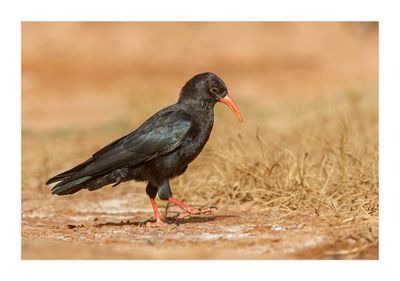 Gralha-de-bico-vermelho --- Chough --- (Pyrrhocorax pyrrhocorax)