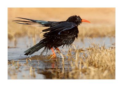 Gralha-de-bico-vermelho --- Chough --- (Pyrrhocorax pyrrhocorax)