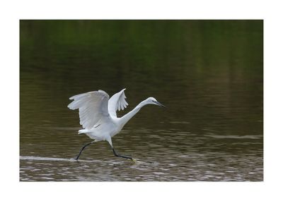 Garça-branca --- Little Egret --- (Egretta garzetta)