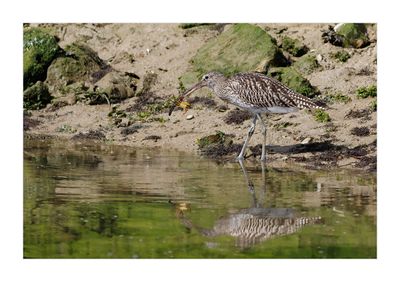 Maçarico-real --- Curlew --- (Numenius arquata)