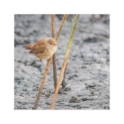 Rouxinol-dos-caniços --- Reed Warbler --- (Acrocephalus scirpaceus)