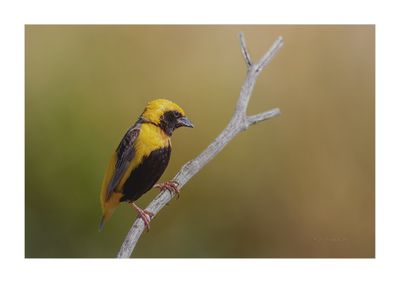 Bispo-de-coroa-amarela --- Yellow-crowned Bishop --- (Euplectes afer)