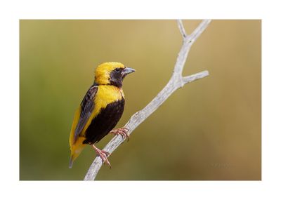 Bispo-de-coroa-amarela --- Yellow-crowned Bishop --- (Euplectes afer)