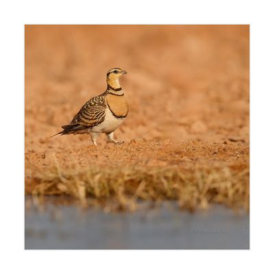 Ganga --- Pin-tailed Sandgrouse --- (Pterocles alchata)
