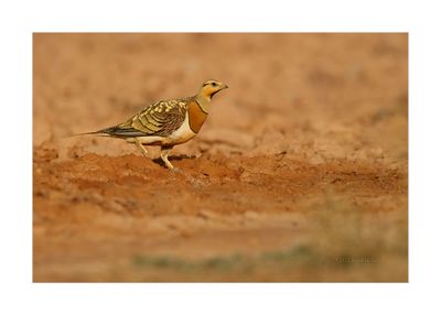 Ganga --- Pin-tailed Sandgrouse --- (Pterocles alchata)