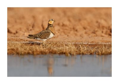 Ganga --- Pin-tailed Sandgrouse --- (Pterocles alchata)
