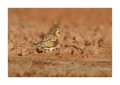 Ganga --- Pin-tailed Sandgrouse --- (Pterocles alchata)