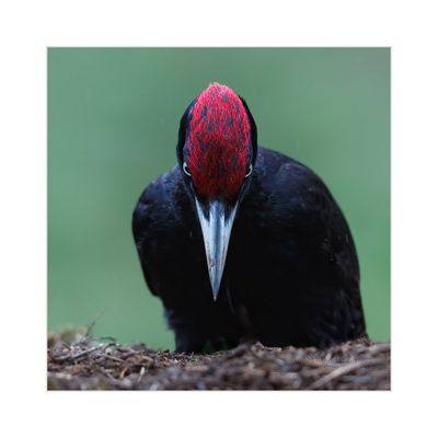 Picapau-preto --- Black Woodpecker --- (Dryocopus martius)