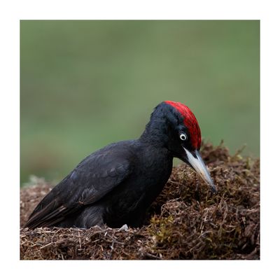 Picapau-preto --- Black Woodpecker --- (Dryocopus martius)