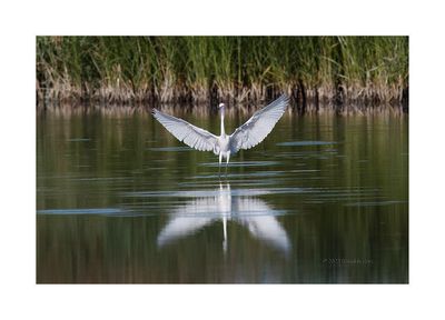 Garça-branca --- Little Egret --- (Egretta garzetta)