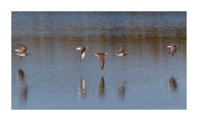 Combatente --- Ruff --- (Philomachus pugnax)