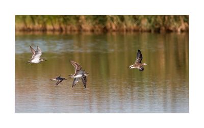 Combatente --- Ruff --- (Philomachus pugnax)