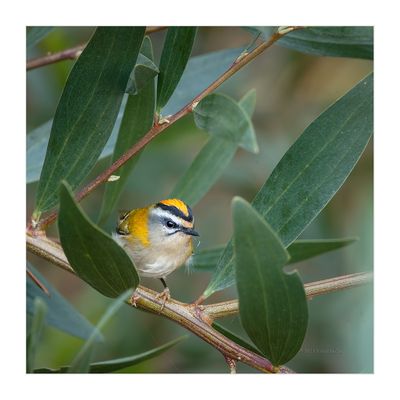 Estrelinha-real --- Firecrest --- (Regulus ignicapillus)