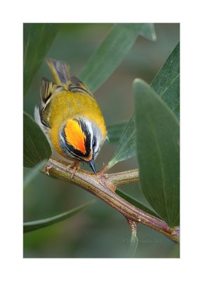 Estrelinha-real --- Firecrest --- (Regulus ignicapillus)