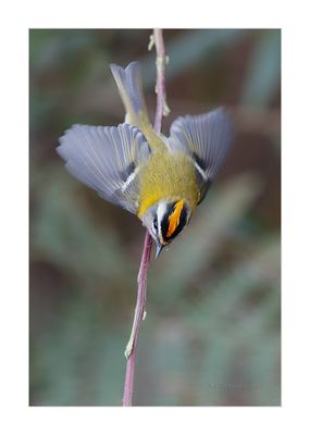 Estrelinha-real --- Firecrest --- (Regulus ignicapillus)