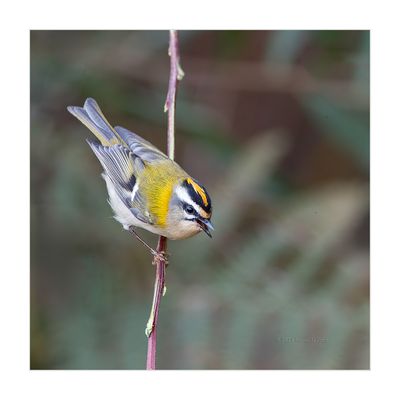 Estrelinha-real --- Firecrest --- (Regulus ignicapillus)