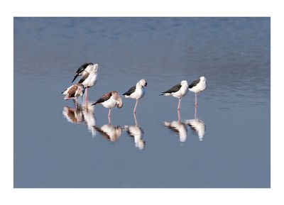 Pernilongo --- Black-winged Stilt --- (Himantopus himantopus)