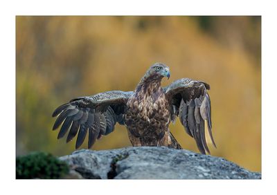 Águia-real --- Golden Eagle --- (Aquila chrysaetos)
