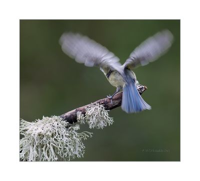 Chapim-azul --- Blue Tit --- (Cyanistes caeruleus )