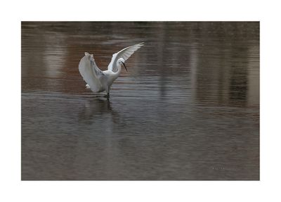 Garça-branca --- Little Egret --- (Egretta garzetta)