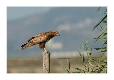 Águia-d’asa-redonda --- Buzzard --- (Buteo buteo)