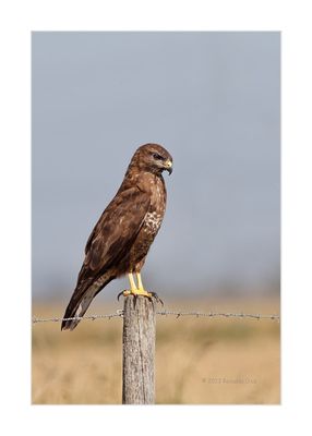 Águia-d’asa-redonda --- Buzzard --- (Buteo buteo)