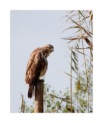 Águia-d’asa-redonda --- Buzzard --- (Buteo buteo)
