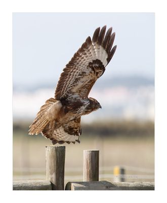 Águia-d’asa-redonda --- Buzzard --- (Buteo buteo)