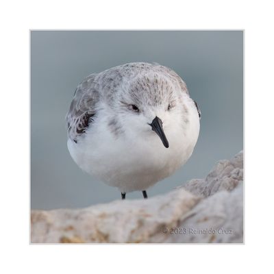 Pilrito-das-praias --- Sanderling --- (Calidris alba)