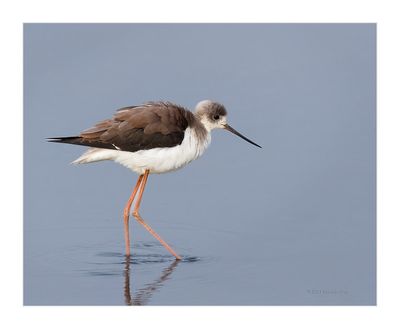 Pernilongo --- Black-winged Stilt --- (Himantopus himantopus)