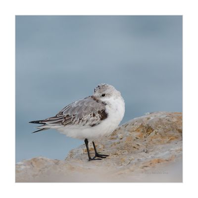 Pilrito-das-praias --- Sanderling --- (Calidris alba)