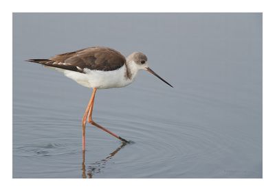 Pernilongo --- Black-winged Stilt --- (Himantopus himantopus)