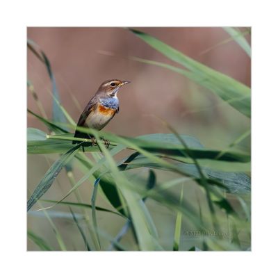 Pisco-de-peito-azul --- Bluethroat --- (Luscinia svecica)