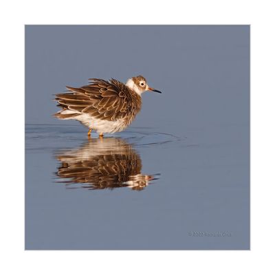 Combatente --- Ruff --- (Philomachus pugnax)