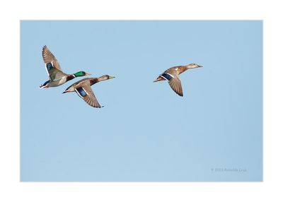 Pato-real --- Mallard --- (Anas platyrhynchos)