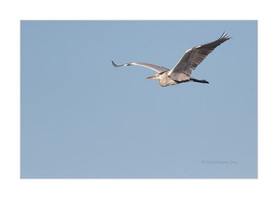 Garça-real --- Grey Heron --- (Ardea cinerea)