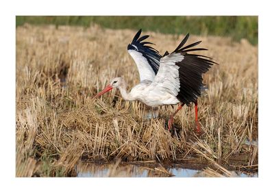Cegonha-branca --- White Stork --- (Ciconia ciconia)