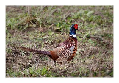 Faisão --- Pheasant --- (Phasianus colchicus)