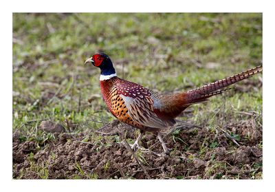 Faisão --- Pheasant --- (Phasianus colchicus)