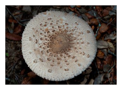 Frade  ---  Parasol Mushroom