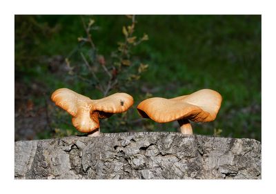 Spectacular Rustgill - (Gymnopilus junonius)