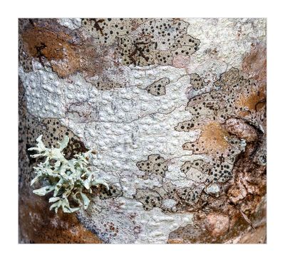 Lquenes crustceos  --  (Crustose Lichens)