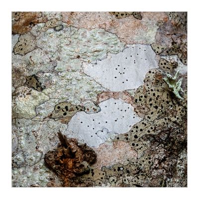 Lquenes crustceos  --  (Crustose Lichens)